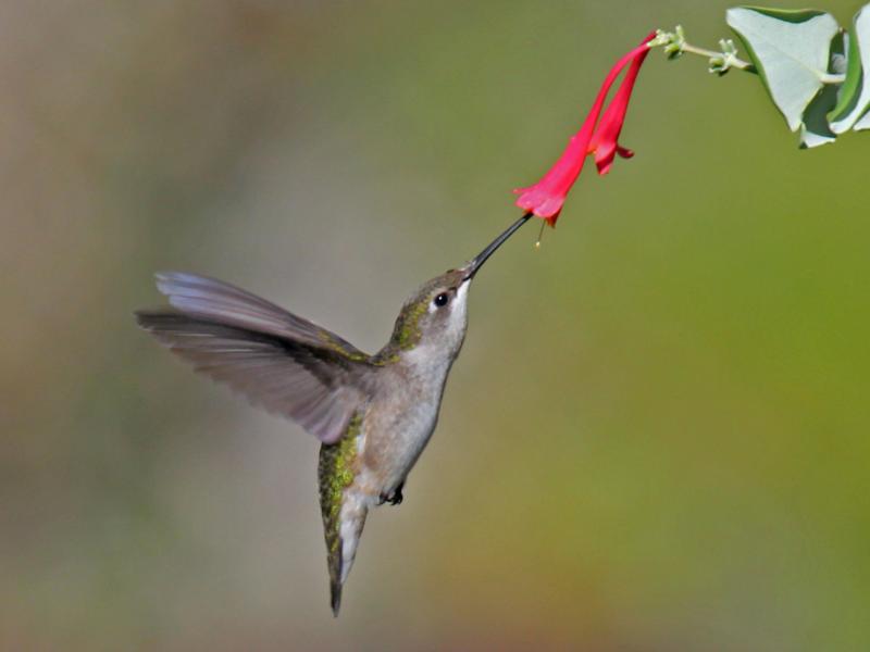 ruby-throated hummingbird, Maine, Boothbay Register